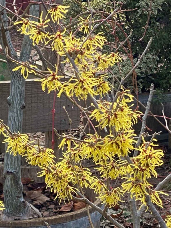 Hamamelis en fleur dans le Parc de la Villette, Paris 19e (75)