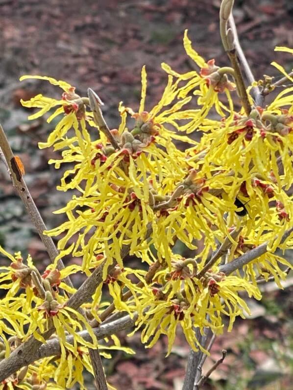 Hamamelis en fleur dans le Parc de la Villette, Paris 19e (75)