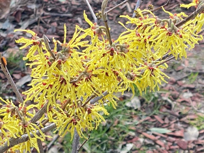 Hamamelis en fleur dans le Parc de la Villette, Paris 19e (75)