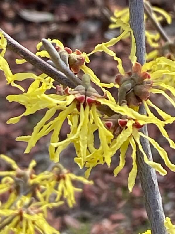 Hamamelis en fleur dans le Parc de la Villette, Paris 19e (75)