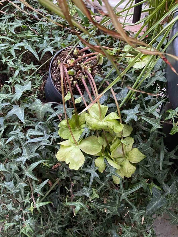 Hellébore après les fortes gelées en hiver sur mon balcon parisien, Paris 19e (75)