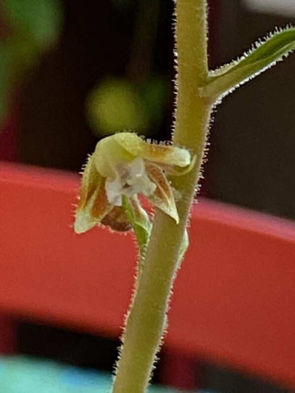 Fleur de Macodes petola, plante d'intérieur, terrarium, Paris 19e (75) 