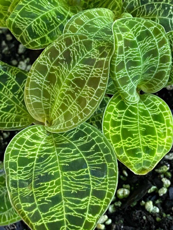 Macodes petola, orchidée bijou, plante d'intérieur, terrarium, Paris 19e (75