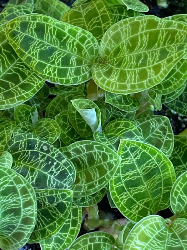 Macodes petola, orchidée bijou, plante d'intérieur, terrarium, Paris 19e (75)