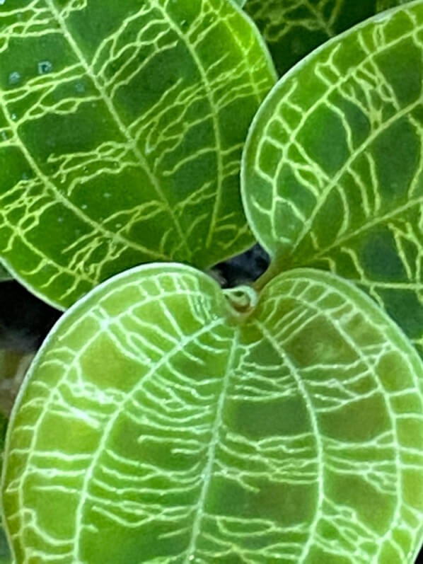 Macodes petola, orchidée bijou, plante d'intérieur, terrarium, Paris 19e (75)