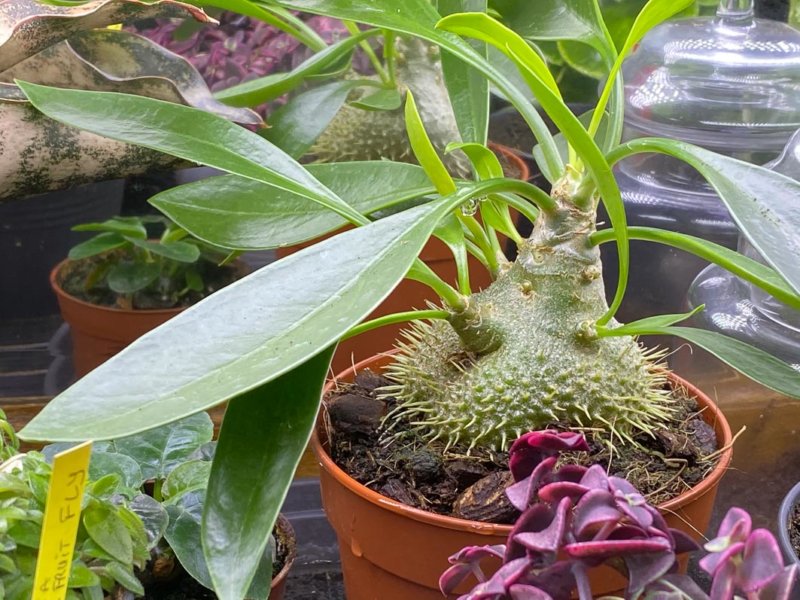 Myrmecodia beccarii, plante d'intérieur, Paris 19e (75)