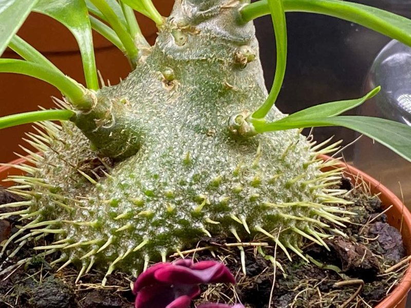 Myrmecodia beccarii, plante d'intérieur, Paris 19e (75)