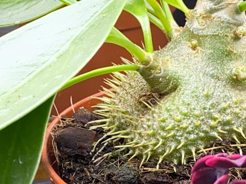 Myrmecodia beccarii, plante d'intérieur, Paris 19e (75)