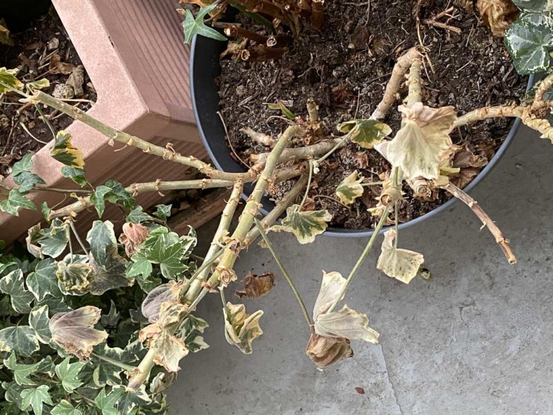 Pelargonium après les fortes gelées en hiver sur mon balcon parisien, Paris 19e (75)