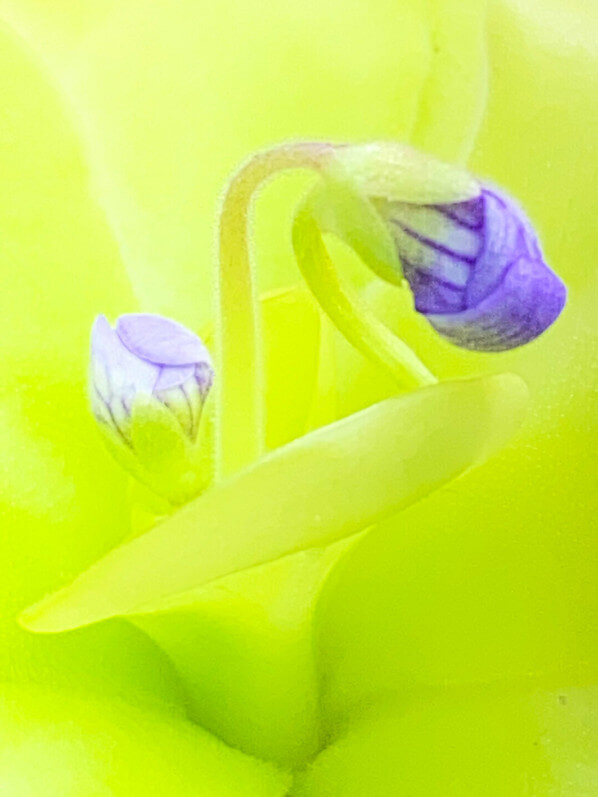 Lire la suite à propos de l’article Zoom sur mon pied de Pinguicula ‘Tina’
