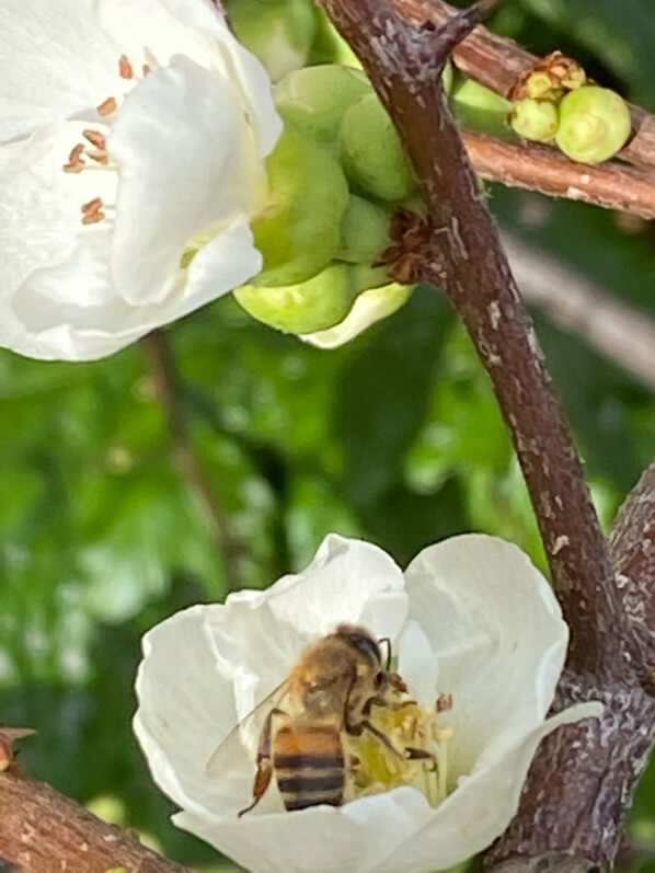 Lire la suite à propos de l’article Quand le soleil brille, l’abeille butine… même en février !