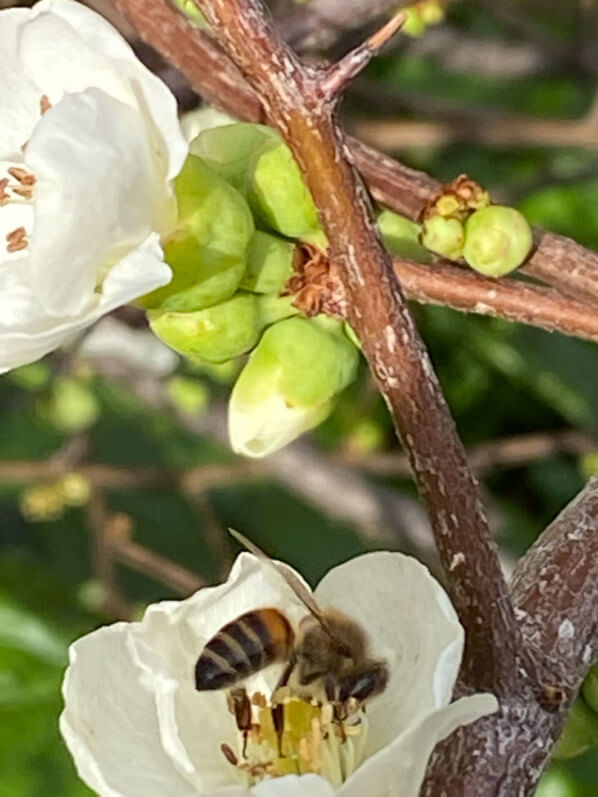 Abeille butinant dans les fleurs du cognassier du Japon en hiver dans le square Boucicaut, Paris 7e (75)