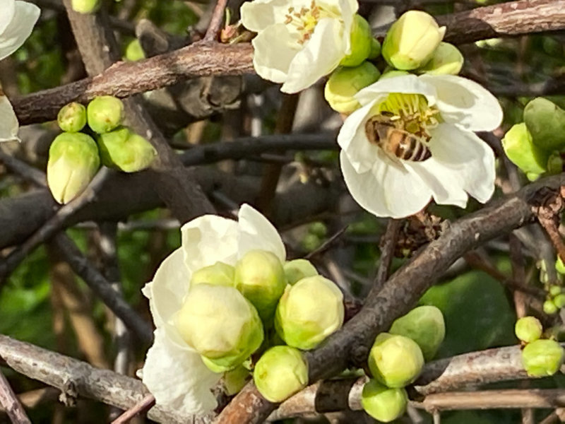 Abeille butinant dans les fleurs du cognassier du Japon en hiver dans le square Boucicaut, Paris 7e (75)