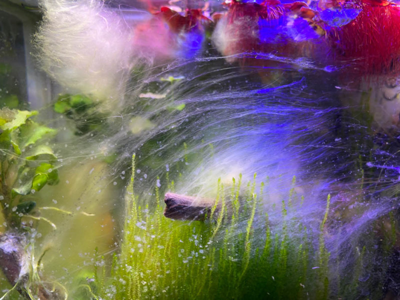 Algues filamenteuses sur les plantes aquatiques dans mon pico aquarium, Paris 19e (75)
