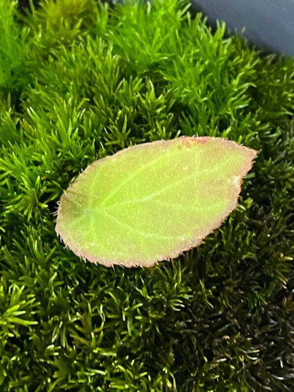 Lire la suite à propos de l’article Bouturage de feuille de bégonia dans de la mousse vivante