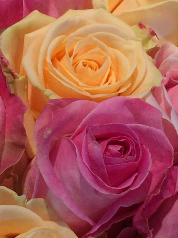 Lire la suite à propos de l’article Évitons les roses pour la Saint-Valentin (14 février)