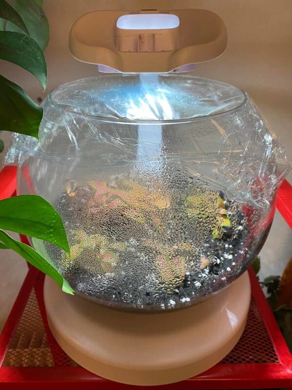 Terrarium Duo Waterfall Globe Tetra, fittonia, Paris 19e (75)