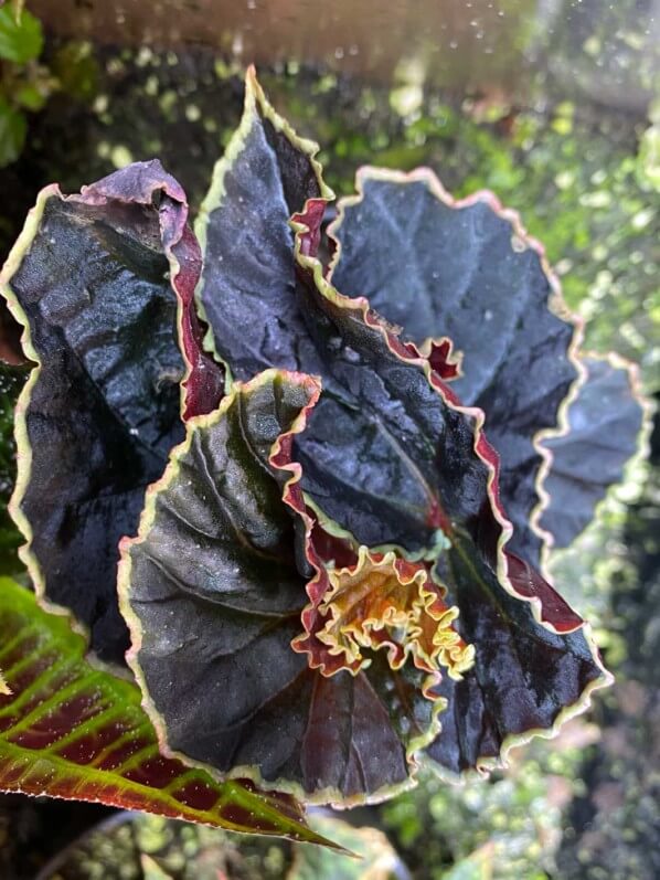 Begonia darthvaderiana, Bégoniacées, terrarium, plante d'intérieur, Paris 19e (75)