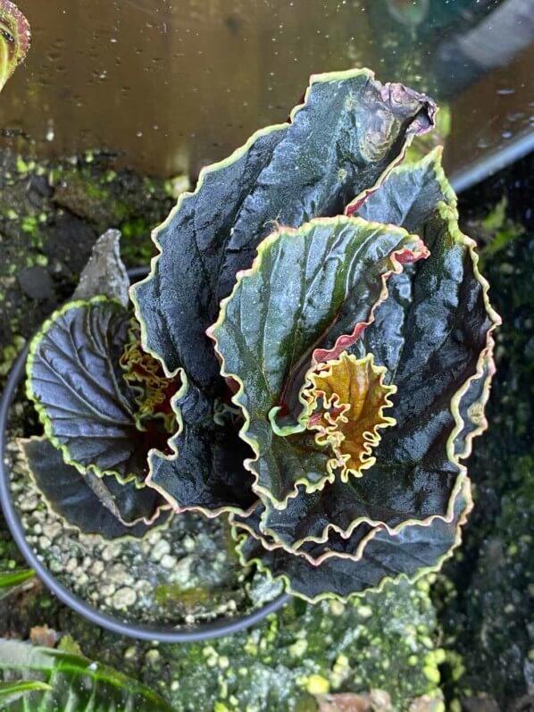 Begonia darthvaderiana, Bégoniacées, terrarium, plante d'intérieur, Paris 19e (75)