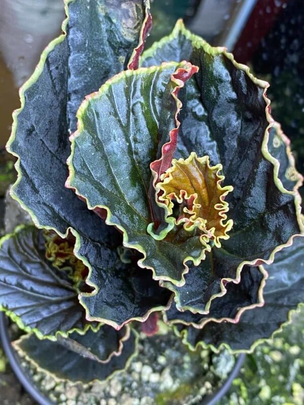 Begonia darthvaderiana, Bégoniacées, terrarium, plante d'intérieur, Paris 19e (75)