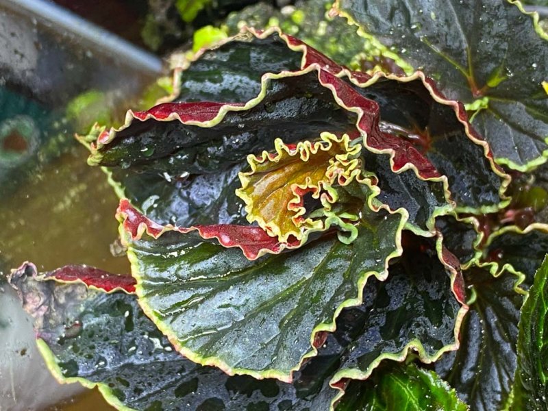 Begonia darthvaderiana, Bégoniacées, terrarium, plante d'intérieur, Paris 19e (75)