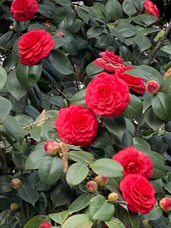 Camellia fleuri au printemps dans le square du Temple - Elie-Wiesel, Paris 3e (75)