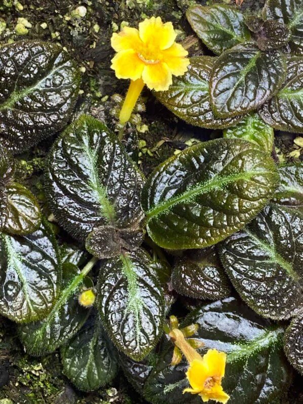 Episcia 'Suomi', Gesnériacées, terrarium, plante d'intérieur, Paris 19e (75)