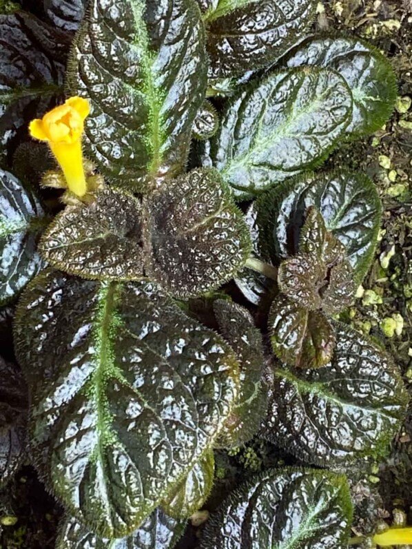 Episcia 'Suomi', Gesnériacées, terrarium, plante d'intérieur, Paris 19e (75)