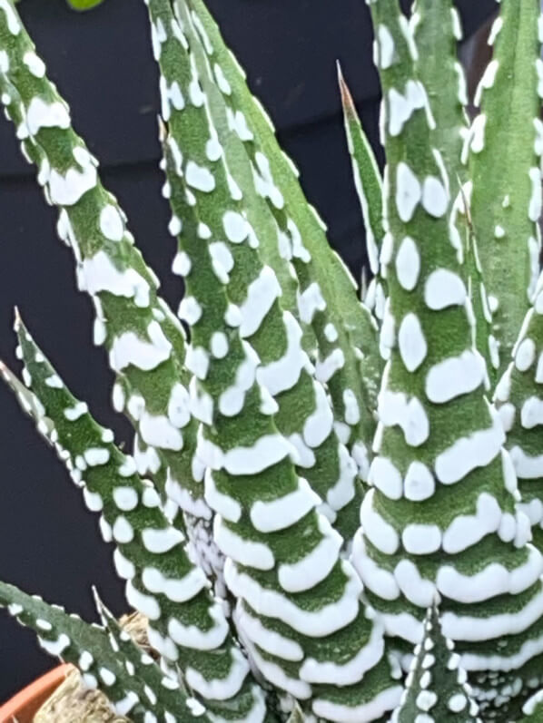 Haworthia, plante d'intérieur, Paris 19e (75)