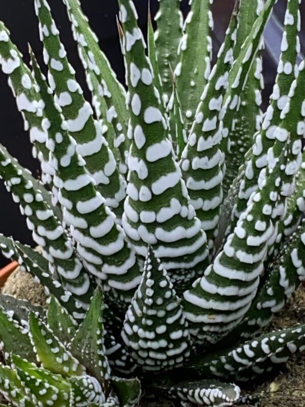 Haworthia, plante d'intérieur, Paris 19e (75)