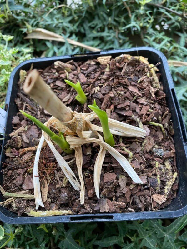 Hosta plantaginea 'Venus' en fin d'hiver sur mon balcon parisien, Paris 19e (75)