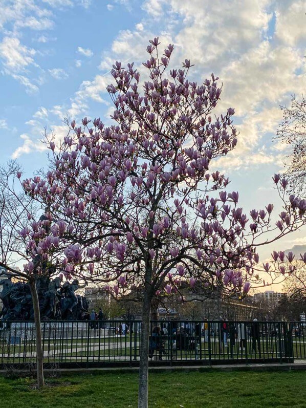 Magnolia fleuri sur la place de la Nation, Paris (75)