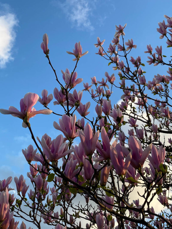 Magnolia fleuri sur la place de la Nation, Paris (75)