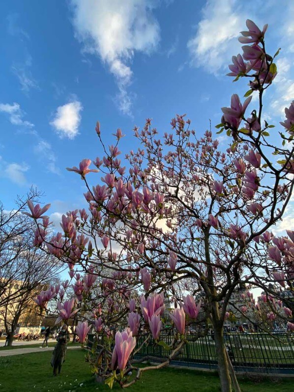 Magnolia fleuri sur la place de la Nation, Paris (75)
