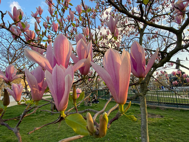 Magnolia fleuri sur la place de la Nation, Paris (75)