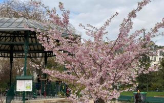 Cerisier à fleurs au printemps dans le square du Temple - Elie-Wiesel, Paris 3e (75)