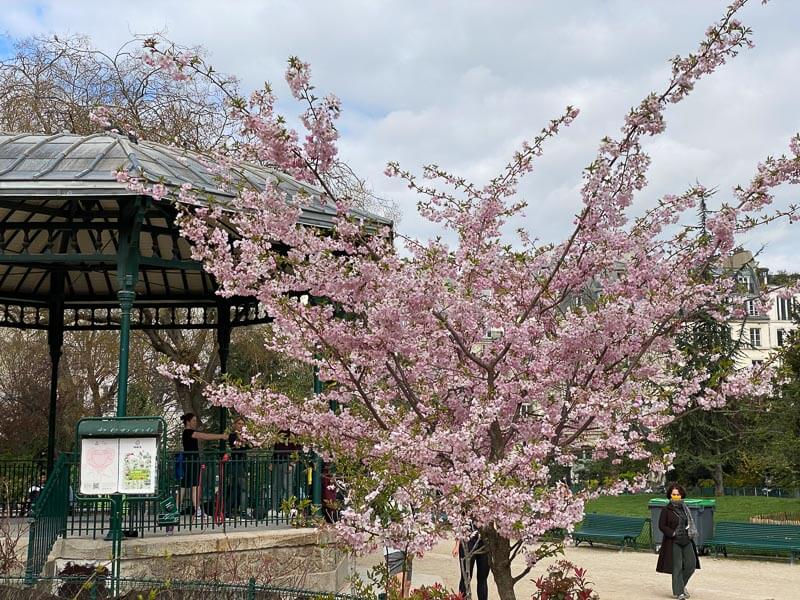 Lire la suite à propos de l’article Hanami dans le square du Temple – Élie Wiesel (Paris 3e)