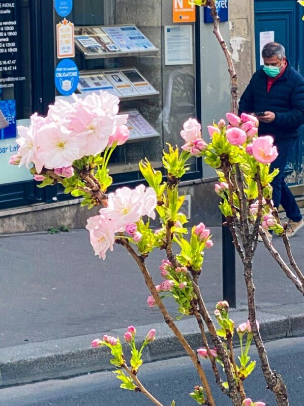 Cerisier du Japon, Prunus 'Amanogawa', fleurs, arbre, Paris 9e (75)