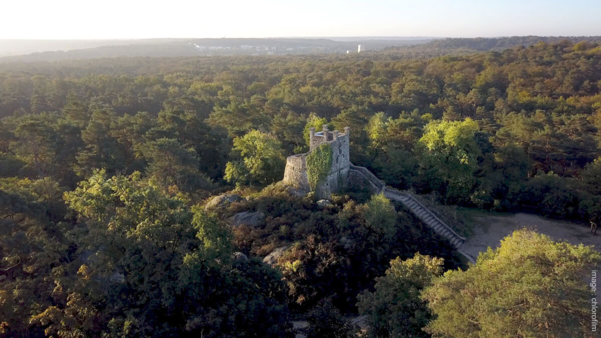 Lire la suite à propos de l’article La forêt de Fontainebleau soutient la Journée internationale des forêts avec deux événements les 19 et 20 mars 2021
