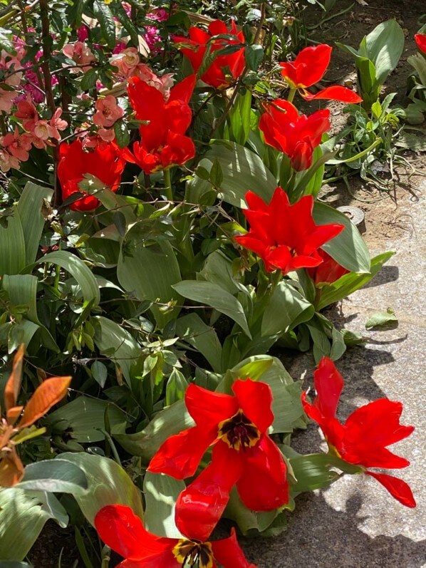 Tulipes naines à fleurs écarlates, rue des Martyrs, Paris 9e (75)