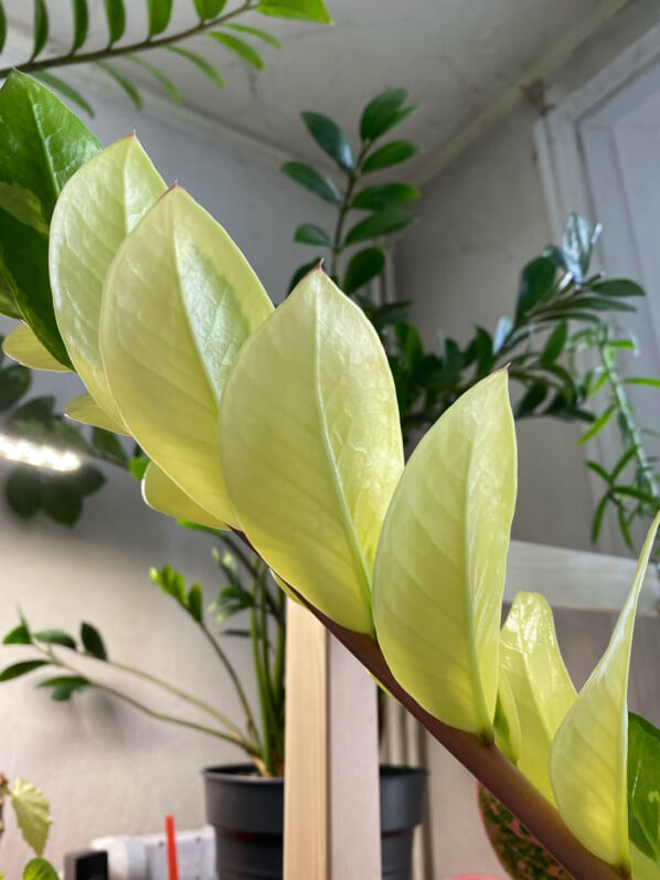 Nouvelle feuille panachée de Zamioculcas, Araceae, plante d'intérieur, Paris 19e (75)