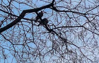 Couple de pigeons ramiers dans un arbre, Paris 11e (75)