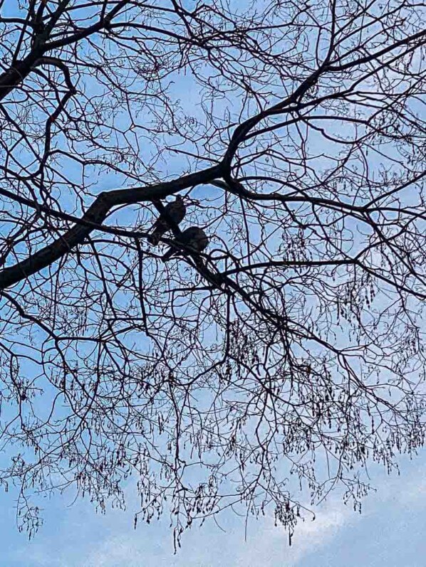 Couple de pigeons ramiers dans un arbre, Paris 11e (75)