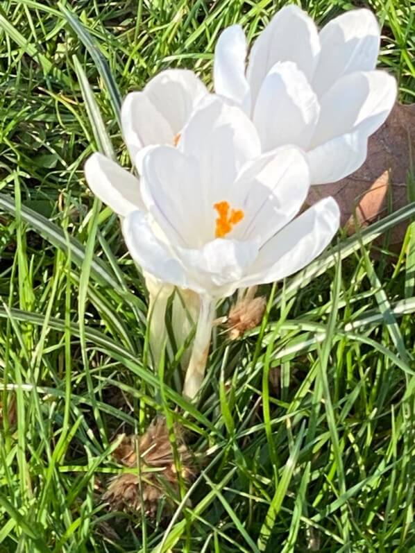 Crocus à fleurs blanches dans la pelouse, Paris (75)