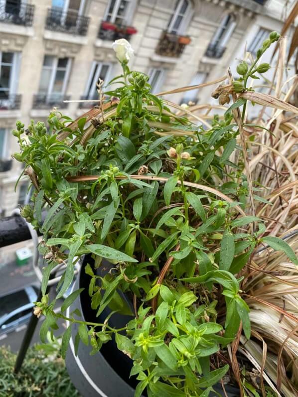 Muflier en fin d'hiver sur mon balcon parisien, Paris 19e (75)