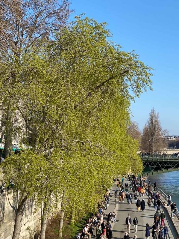 Saules avec des jeunes feuilles sur la berge de la Seine, Paris 4e (75)
