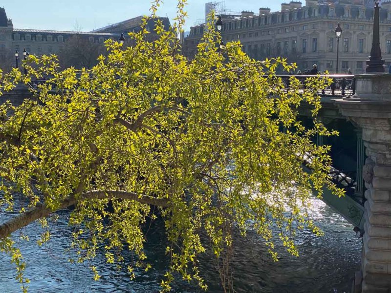 Saules avec des jeunes feuilles sur la berge de la Seine, Paris 4e (75)