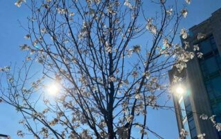 Le soleil se reflétant sur La Samaritaine et vu à travers la ramure d'un magnolia, Paris 1er (75)
