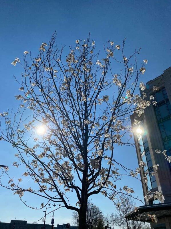 Le soleil se reflétant sur La Samaritaine et vu à travers la ramure d'un magnolia, Paris 1er (75)
