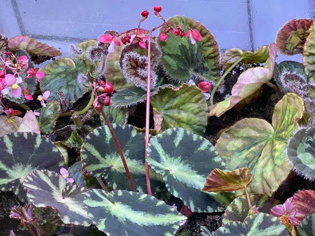 Lire la suite à propos de l’article Grand terrarium pour Begonia mashanica et Begonia cleopatrae